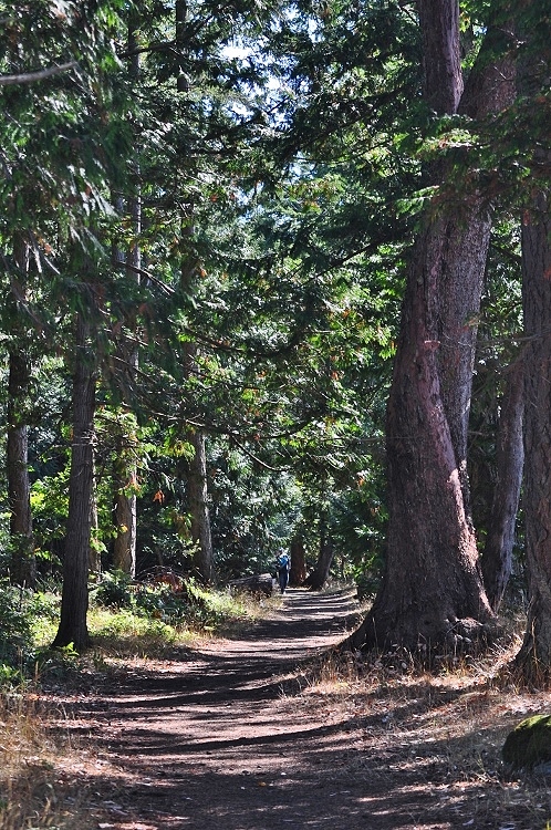 the forest